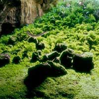 Abandoned Cave Garden Escape