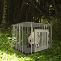 Baby Panda Escape