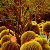 Cactus Desert Escape