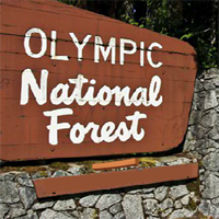 Escape From Olympic National Forest