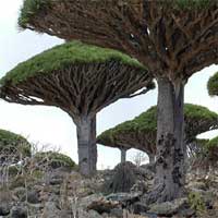 Escape From Socotra Island