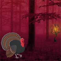Wild Turkey Fairyland Escape