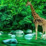 Giraffe Lake Forest Escape