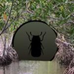 Mangrove Forest Escape