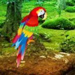 Scarlet Macaw Forest Escape